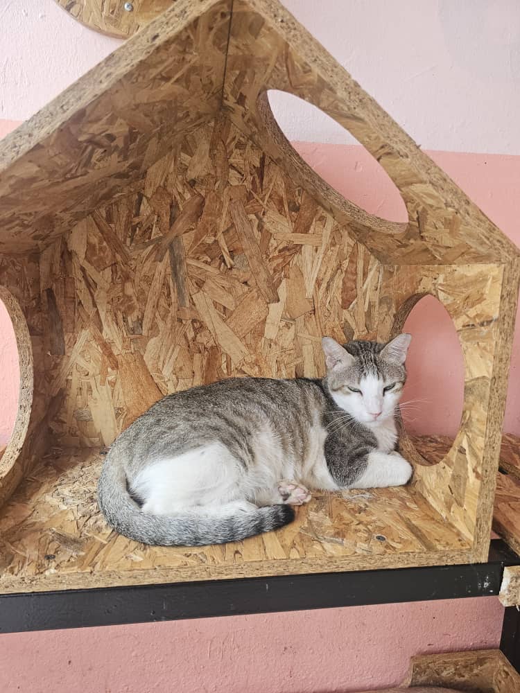 Charity Event at Shelter for Strays
